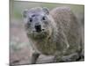 Close-Up of a Rock Hyrax (Heterohyrax Brucei), Kenya, East Africa, Africa-N A Callow-Mounted Photographic Print