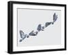 Close-Up of a Rock Pigeon in Flight (Columba Livia)-null-Framed Giclee Print