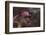 Close-up of a rose berry covered with frost-Paivi Vikstrom-Framed Photographic Print