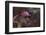 Close-up of a rose berry covered with frost-Paivi Vikstrom-Framed Photographic Print