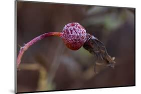 Close-up of a rose berry covered with frost-Paivi Vikstrom-Mounted Photographic Print