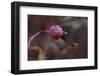 Close-up of a rose berry covered with frost-Paivi Vikstrom-Framed Photographic Print