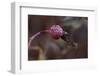 Close-up of a rose berry covered with frost-Paivi Vikstrom-Framed Photographic Print