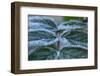 Close-up of a rose berry leaves with frost-Paivi Vikstrom-Framed Photographic Print