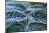 Close-up of a rose berry leaves with frost-Paivi Vikstrom-Mounted Photographic Print