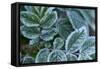 Close-up of a rose berry leaves with frost-Paivi Vikstrom-Framed Stretched Canvas