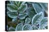 Close-up of a rose berry leaves with frost-Paivi Vikstrom-Stretched Canvas