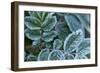 Close-up of a rose berry leaves with frost-Paivi Vikstrom-Framed Photographic Print