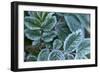 Close-up of a rose berry leaves with frost-Paivi Vikstrom-Framed Photographic Print