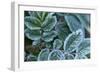 Close-up of a rose berry leaves with frost-Paivi Vikstrom-Framed Photographic Print