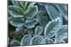 Close-up of a rose berry leaves with frost-Paivi Vikstrom-Mounted Photographic Print