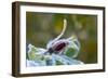 Close-up of a rose bud with frost-Paivi Vikstrom-Framed Photographic Print