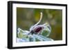 Close-up of a rose bud with frost-Paivi Vikstrom-Framed Photographic Print