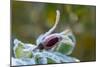 Close-up of a rose bud with frost-Paivi Vikstrom-Mounted Photographic Print
