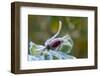 Close-up of a rose bud with frost-Paivi Vikstrom-Framed Photographic Print