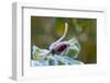 Close-up of a rose bud with frost-Paivi Vikstrom-Framed Photographic Print