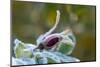 Close-up of a rose bud with frost-Paivi Vikstrom-Mounted Photographic Print