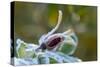 Close-up of a rose bud with frost-Paivi Vikstrom-Stretched Canvas