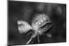 Close-up of a rose, Glendale, Los Angeles County, California, USA-Panoramic Images-Mounted Photographic Print