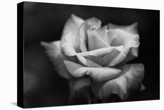 Close-Up of a Rose, Los Angeles County, California, USA-null-Stretched Canvas