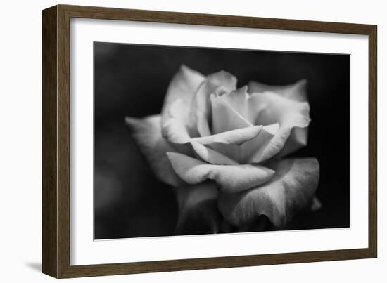 Close-Up of a Rose, Los Angeles County, California, USA-null-Framed Photographic Print