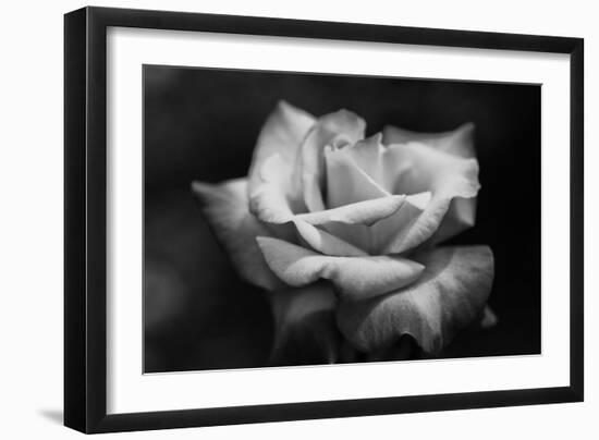 Close-Up of a Rose, Los Angeles County, California, USA-null-Framed Photographic Print