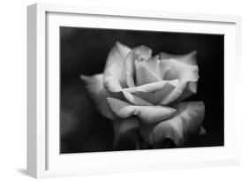 Close-Up of a Rose, Los Angeles County, California, USA-null-Framed Photographic Print