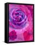 Close-Up of a Rose, Overlayed with Flower Decorations-Alaya Gadeh-Framed Stretched Canvas