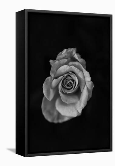 Close-Up of a Rose-null-Framed Stretched Canvas