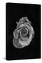 Close-Up of a Rose-null-Stretched Canvas