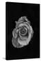 Close-Up of a Rose-null-Stretched Canvas