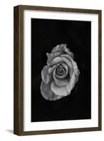 Close-Up of a Rose-null-Framed Photographic Print