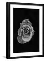 Close-Up of a Rose-null-Framed Photographic Print