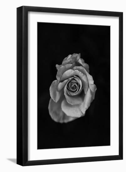 Close-Up of a Rose-null-Framed Photographic Print