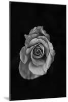 Close-Up of a Rose-null-Mounted Photographic Print