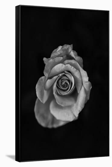 Close-Up of a Rose-null-Framed Stretched Canvas