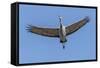 Close Up of a Sandhill Crane in Flight-Rona Schwarz-Framed Stretched Canvas