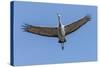 Close Up of a Sandhill Crane in Flight-Rona Schwarz-Stretched Canvas