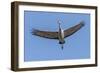 Close Up of a Sandhill Crane in Flight-Rona Schwarz-Framed Photographic Print