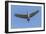 Close Up of a Sandhill Crane in Flight-Rona Schwarz-Framed Photographic Print