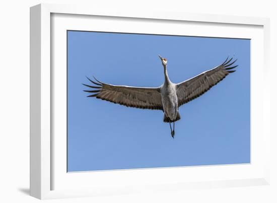 Close Up of a Sandhill Crane in Flight-Rona Schwarz-Framed Photographic Print