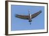 Close Up of a Sandhill Crane in Flight-Rona Schwarz-Framed Photographic Print