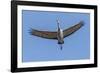 Close Up of a Sandhill Crane in Flight-Rona Schwarz-Framed Photographic Print