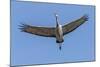 Close Up of a Sandhill Crane in Flight-Rona Schwarz-Mounted Photographic Print