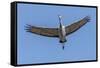 Close Up of a Sandhill Crane in Flight-Rona Schwarz-Framed Stretched Canvas