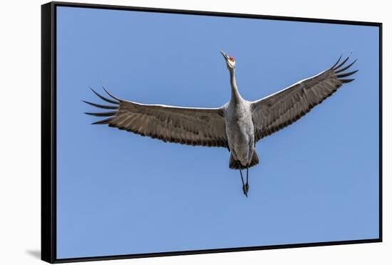 Close Up of a Sandhill Crane in Flight-Rona Schwarz-Framed Stretched Canvas