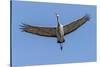 Close Up of a Sandhill Crane in Flight-Rona Schwarz-Stretched Canvas