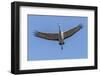 Close Up of a Sandhill Crane in Flight-Rona Schwarz-Framed Photographic Print