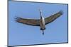 Close Up of a Sandhill Crane in Flight-Rona Schwarz-Mounted Photographic Print