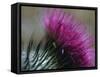 Close-Up of a Scottish Thistle Flower-Murray Louise-Framed Stretched Canvas